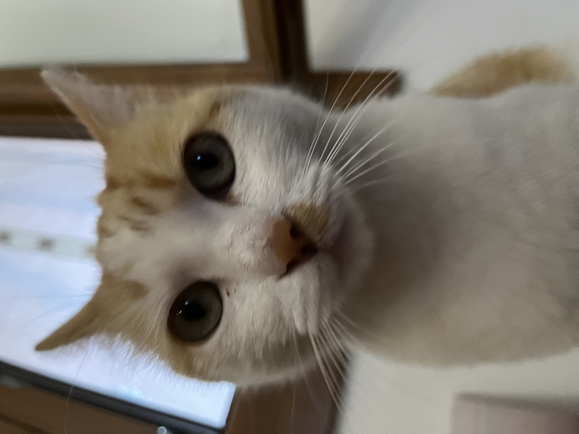 Buon 2026 Blank Meme Template