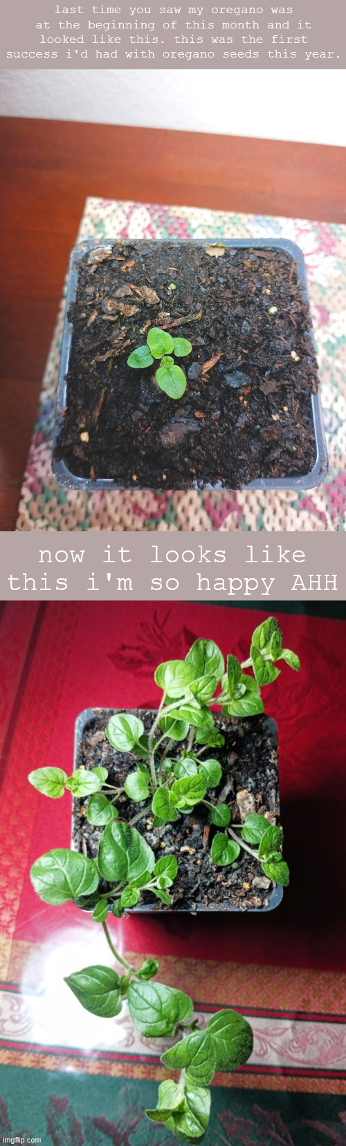 last time you saw my oregano was at the beginning of this month and it looked like this. this was the first success i'd had with oregano seeds this year. now it looks like this i'm so happy AHH | made w/ Imgflip meme maker