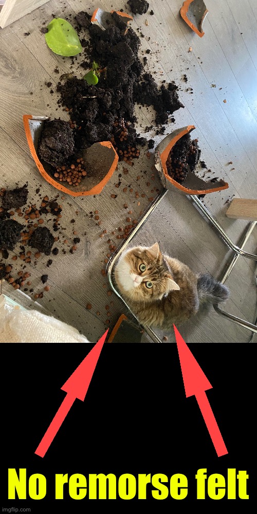 No Remorse | No remorse felt | image tagged in cats,funny cats,no regrets,sociopath,narcissist,i dont care | made w/ Imgflip meme maker