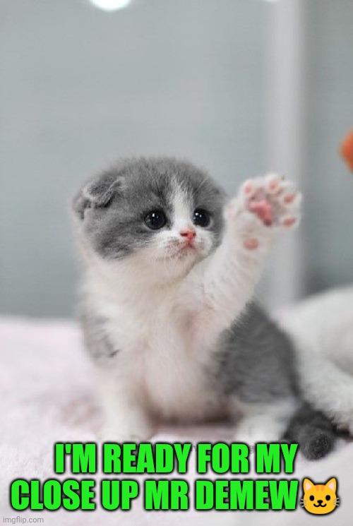 cute cat | I'M READY FOR MY CLOSE UP MR DEMEW? | image tagged in cute cat | made w/ Imgflip meme maker