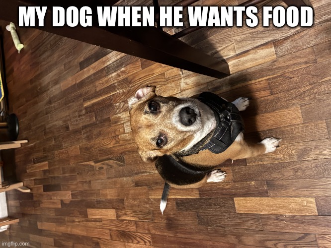 Cute fog | MY DOG WHEN HE WANTS FOOD | image tagged in the beagle stare | made w/ Imgflip meme maker