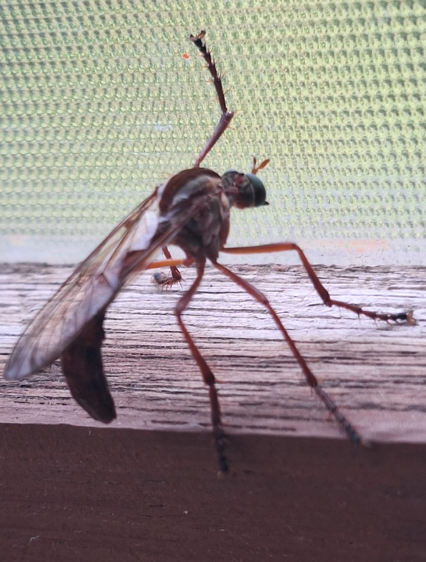 Sad Fly Blank Meme Template