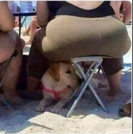 Dog under fat chair Blank Meme Template