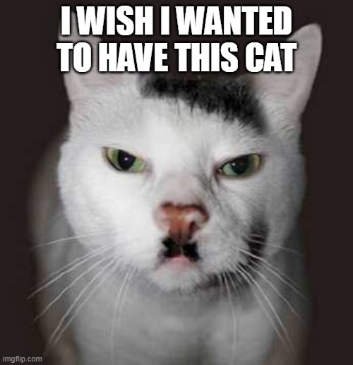 meow! it's him! BananaBlackPeel2026! | I WISH I WANTED TO HAVE THIS CAT | image tagged in cute cat | made w/ Imgflip meme maker