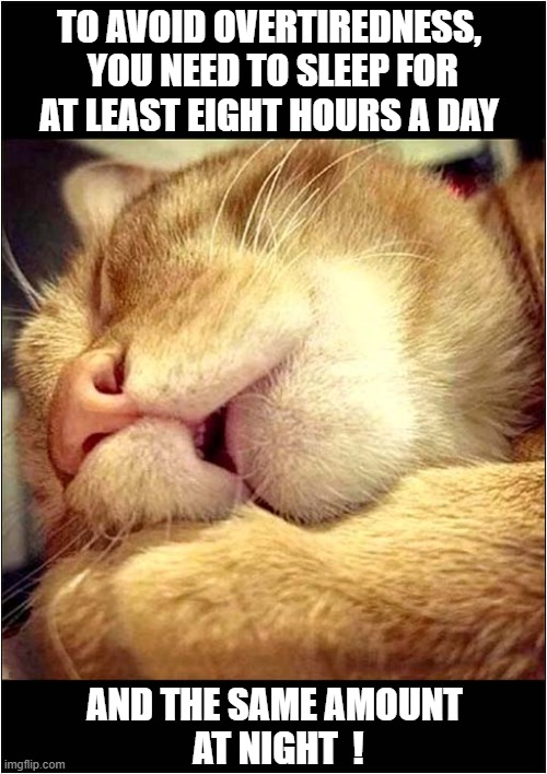 Sound Advice From A Cat | TO AVOID OVERTIREDNESS,
 YOU NEED TO SLEEP FOR
AT LEAST EIGHT HOURS A DAY; AND THE SAME AMOUNT
 AT NIGHT  ! | image tagged in cats,tired,sleep | made w/ Imgflip meme maker