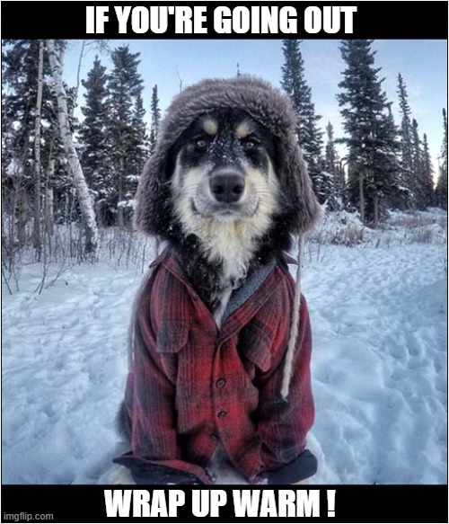 Happy New Year ! | IF YOU'RE GOING OUT; WRAP UP WARM ! | image tagged in dogs,snow,cold,dressed | made w/ Imgflip meme maker