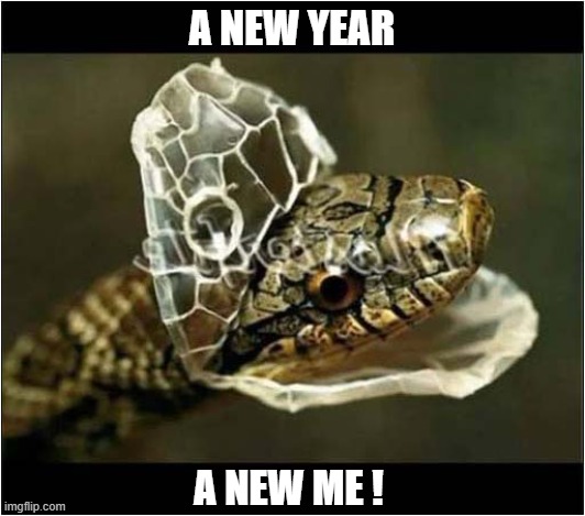 Happy New Year ! | A NEW YEAR; A NEW ME ! | image tagged in snake,shedding,new year,new me | made w/ Imgflip meme maker