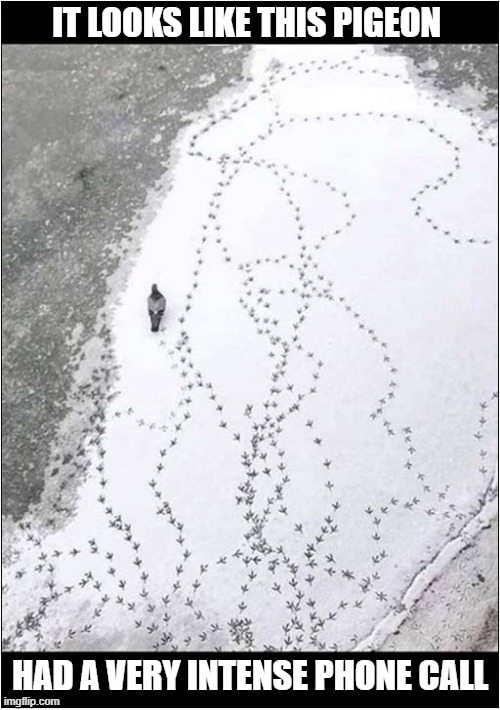 Happy New Year ! | IT LOOKS LIKE THIS PIGEON; HAD A VERY INTENSE PHONE CALL | image tagged in pigeon,snow,track,intense,phone call | made w/ Imgflip meme maker