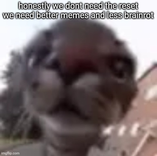 roundcat | honestly we dont need the reset we need better memes and less brainrot | image tagged in roundcat | made w/ Imgflip meme maker