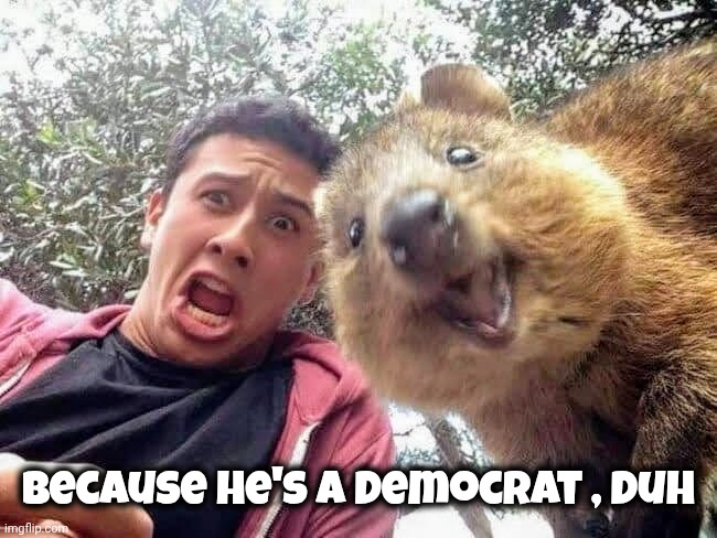 Quokka and Stan | Because he's a Democrat , duh | image tagged in quokka and stan | made w/ Imgflip meme maker
