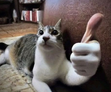 Cat thumbs up Blank Meme Template