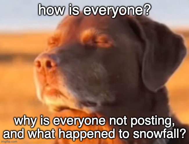 let me know guys | how is everyone? why is everyone not posting, and what happened to snowfall? | image tagged in let me know dog | made w/ Imgflip meme maker