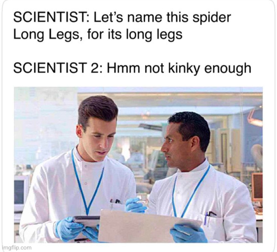 dadddyyy long legs | image tagged in daddy long leg,long leg,spider,scientists,kinky,funny | made w/ Imgflip meme maker