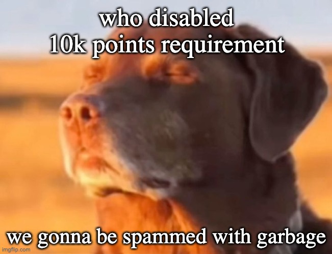 Let me know dog | who disabled 10k points requirement; we gonna be spammed with garbage | image tagged in let me know dog | made w/ Imgflip meme maker