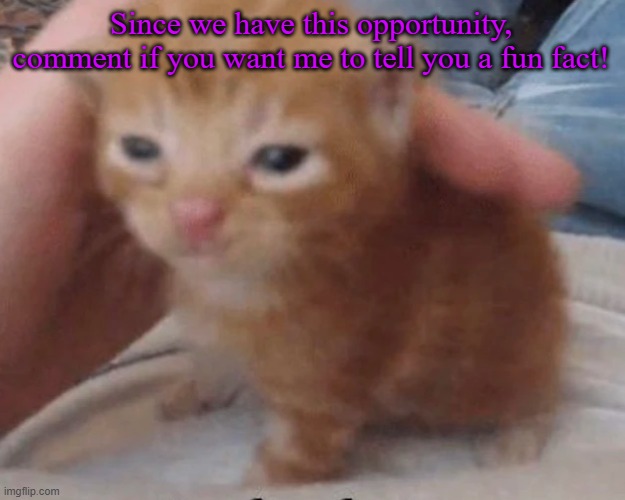 Herbert | Since we have this opportunity, comment if you want me to tell you a fun fact! | image tagged in herbert | made w/ Imgflip meme maker