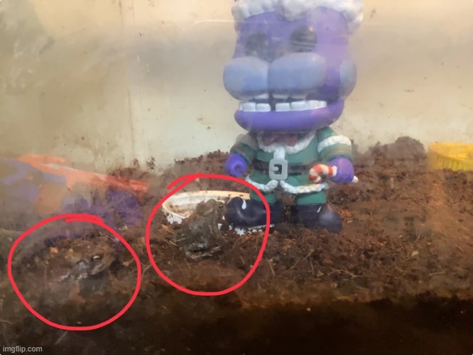 my cute frogs | made w/ Imgflip meme maker