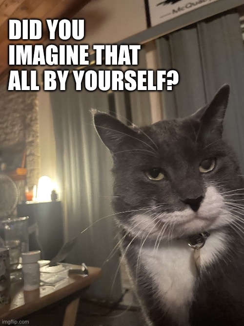 Did you imagine that on your own | DID YOU IMAGINE THAT ALL BY YOURSELF? | image tagged in diapproval cat | made w/ Imgflip meme maker