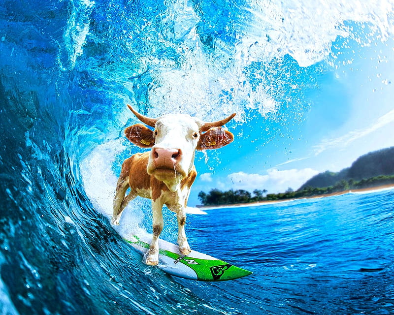 High Quality cow surfing meme Blank Meme Template
