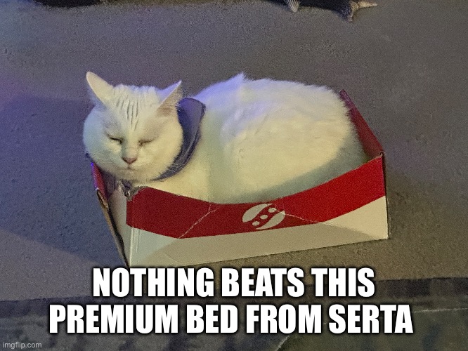 Comfy bed | NOTHING BEATS THIS PREMIUM BED FROM SERTA | image tagged in cat,cats,funny cats | made w/ Imgflip meme maker