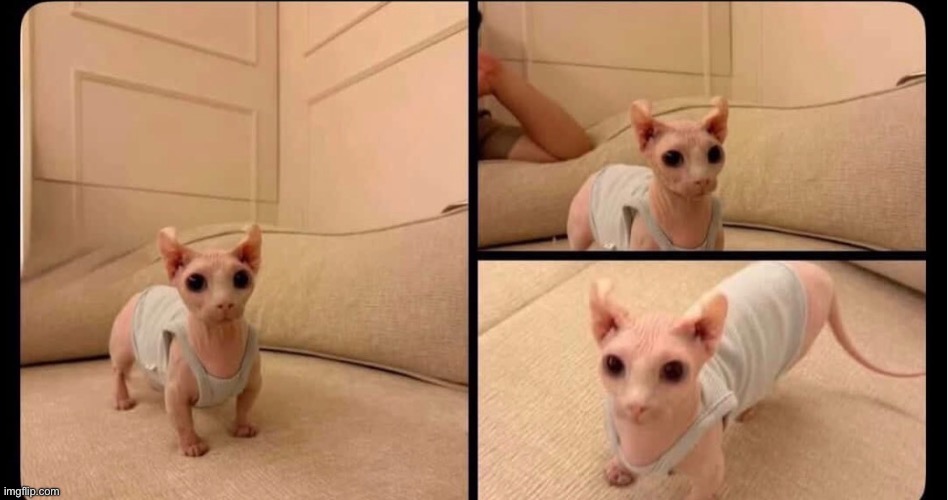 Look at this cute cat I found on insta | image tagged in wawa | made w/ Imgflip meme maker