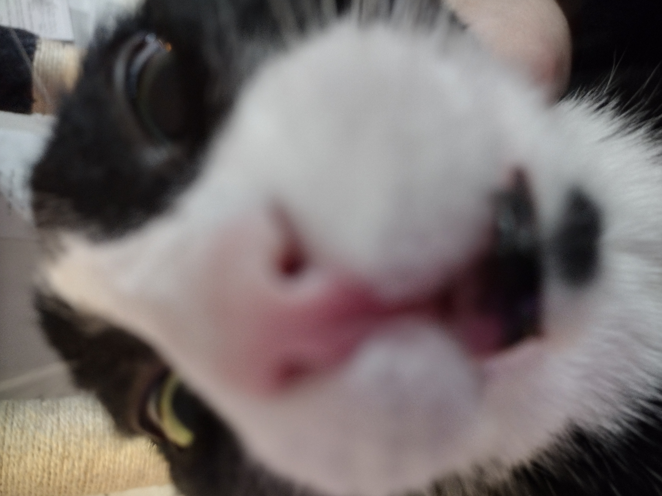 High Quality Moe the cat being goofy Blank Meme Template