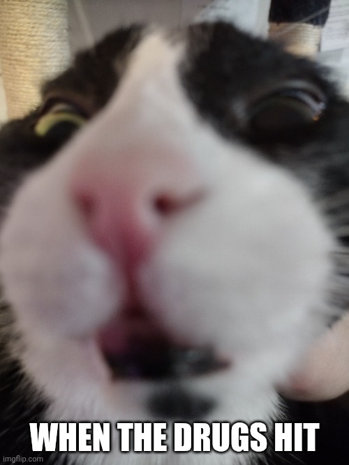My cat's first appearance here | WHEN THE DRUGS HIT | image tagged in moe the cat being goofy | made w/ Imgflip meme maker