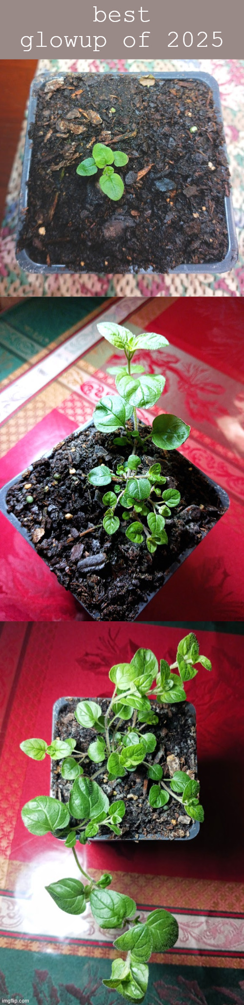 Oregano plant | best glowup of 2025 | made w/ Imgflip meme maker