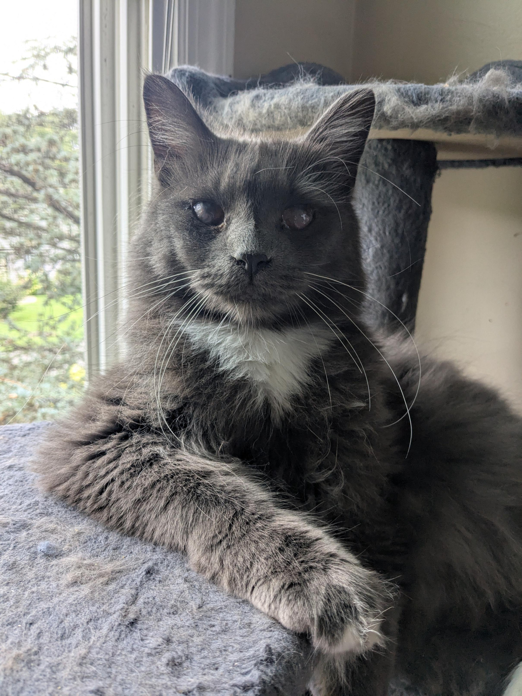 most interesting cat in the world Blank Meme Template