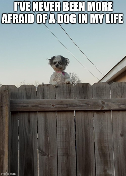 I've Never Been More Afraid Of A Dog In My Life | I'VE NEVER BEEN MORE AFRAID OF A DOG IN MY LIFE | image tagged in chrisjoines1 | made w/ Imgflip meme maker