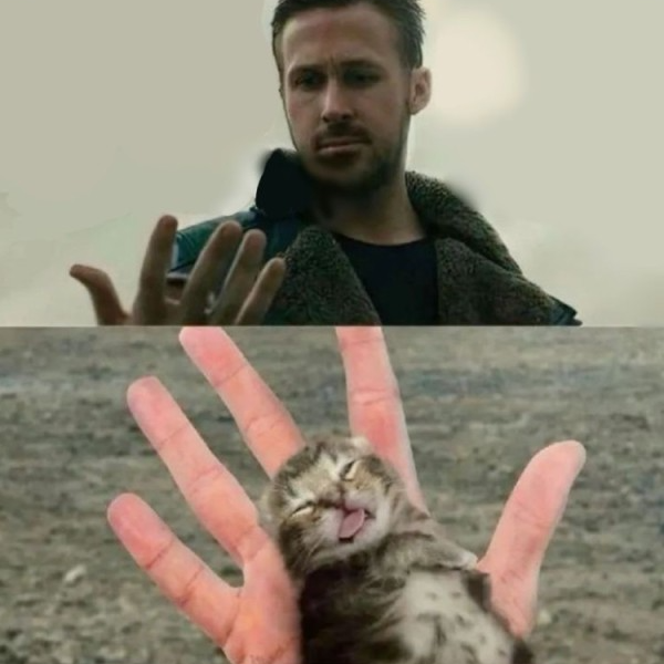 Ryan gosling kitten Blank Meme Template