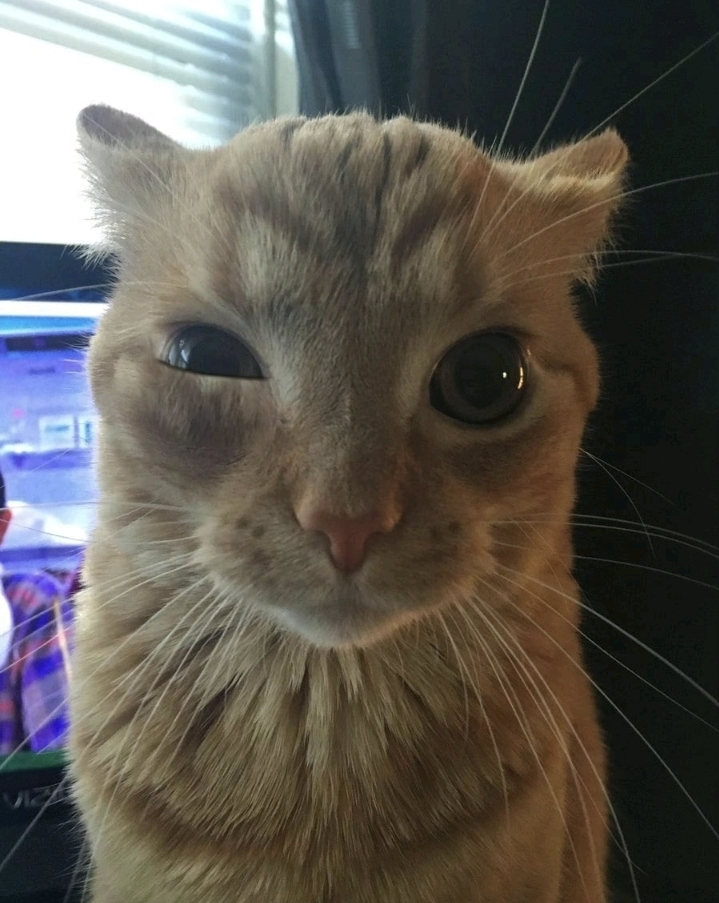 Fed up Cat Blank Meme Template