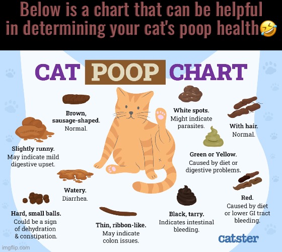 Cat Poop Chart | Below is a chart that can be helpful in determining your cat's poop health🤣 | image tagged in cats,funny cats,poop,health,charts,helpful | made w/ Imgflip meme maker