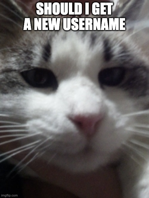 Sour Hart announcement template | SHOULD I GET A NEW USERNAME | image tagged in sour hart announcement template | made w/ Imgflip meme maker