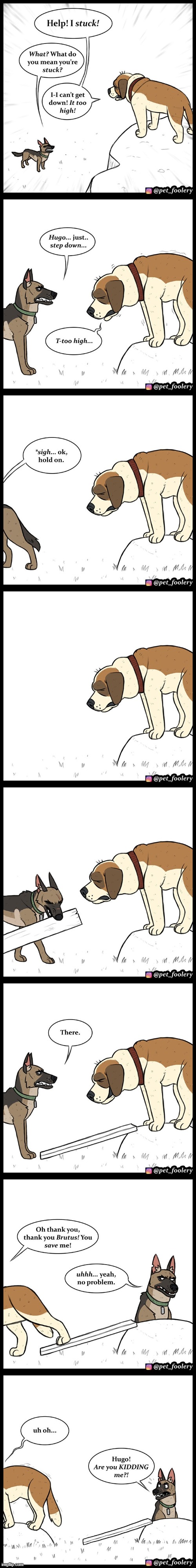 image tagged in dogs,rocks,stuck,board,climbing,uh oh | made w/ Imgflip meme maker