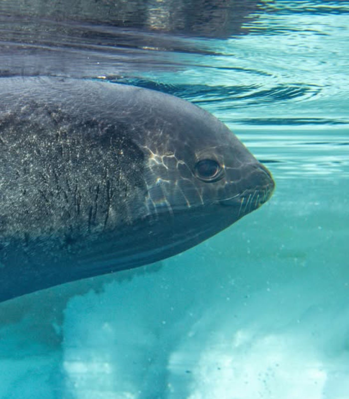 Ross Seal Blank Meme Template