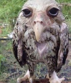 Funny ugly owl picture Blank Meme Template