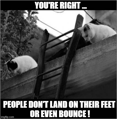 The 'Shake The Ladder' Experiment ! | YOU'RE RIGHT ... PEOPLE DON'T LAND ON THEIR FEET
 OR EVEN BOUNCE ! | image tagged in cats,ladder,experiment,falling down | made w/ Imgflip meme maker