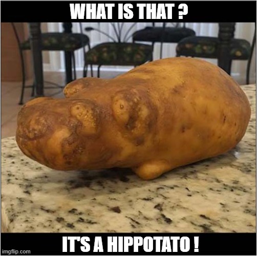 A Mystery Vegetable ? | WHAT IS THAT ? IT'S A HIPPOTATO ! | image tagged in mystery,vegetable,hippo | made w/ Imgflip meme maker