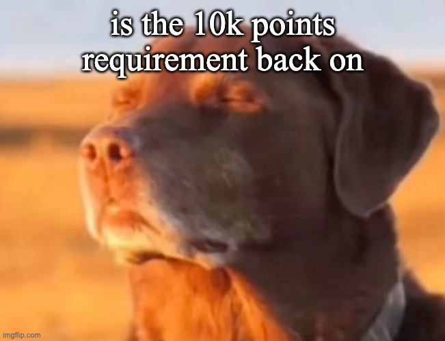 Let me know dog | is the 10k points requirement back on | image tagged in let me know dog | made w/ Imgflip meme maker