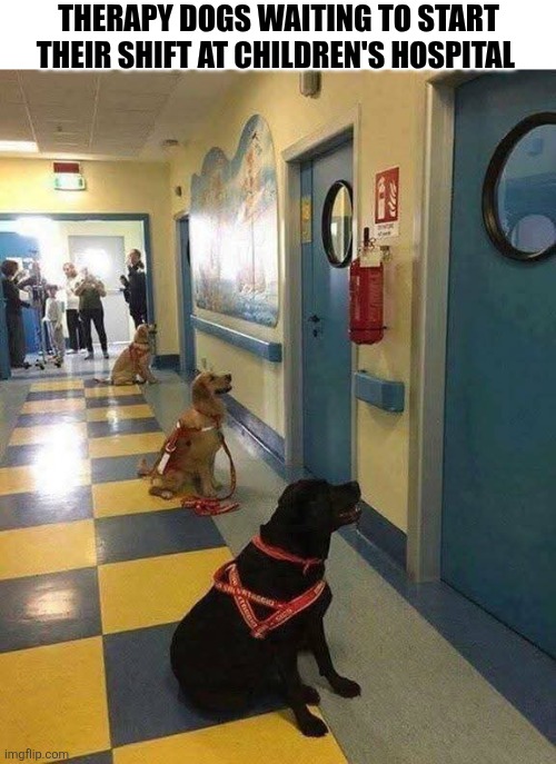 Therapy Dogs Waiting To Start Their Shift At Children's Hospital | THERAPY DOGS WAITING TO START THEIR SHIFT AT CHILDREN'S HOSPITAL | image tagged in chrisjoines1 | made w/ Imgflip meme maker
