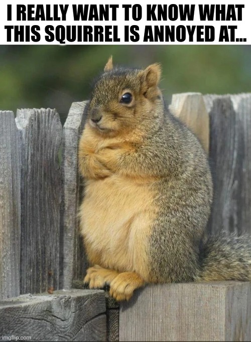 I Really Want To Know What This Squirrel Is Annoyed At | I REALLY WANT TO KNOW WHAT THIS SQUIRREL IS ANNOYED AT... | image tagged in chrisjoines1 | made w/ Imgflip meme maker
