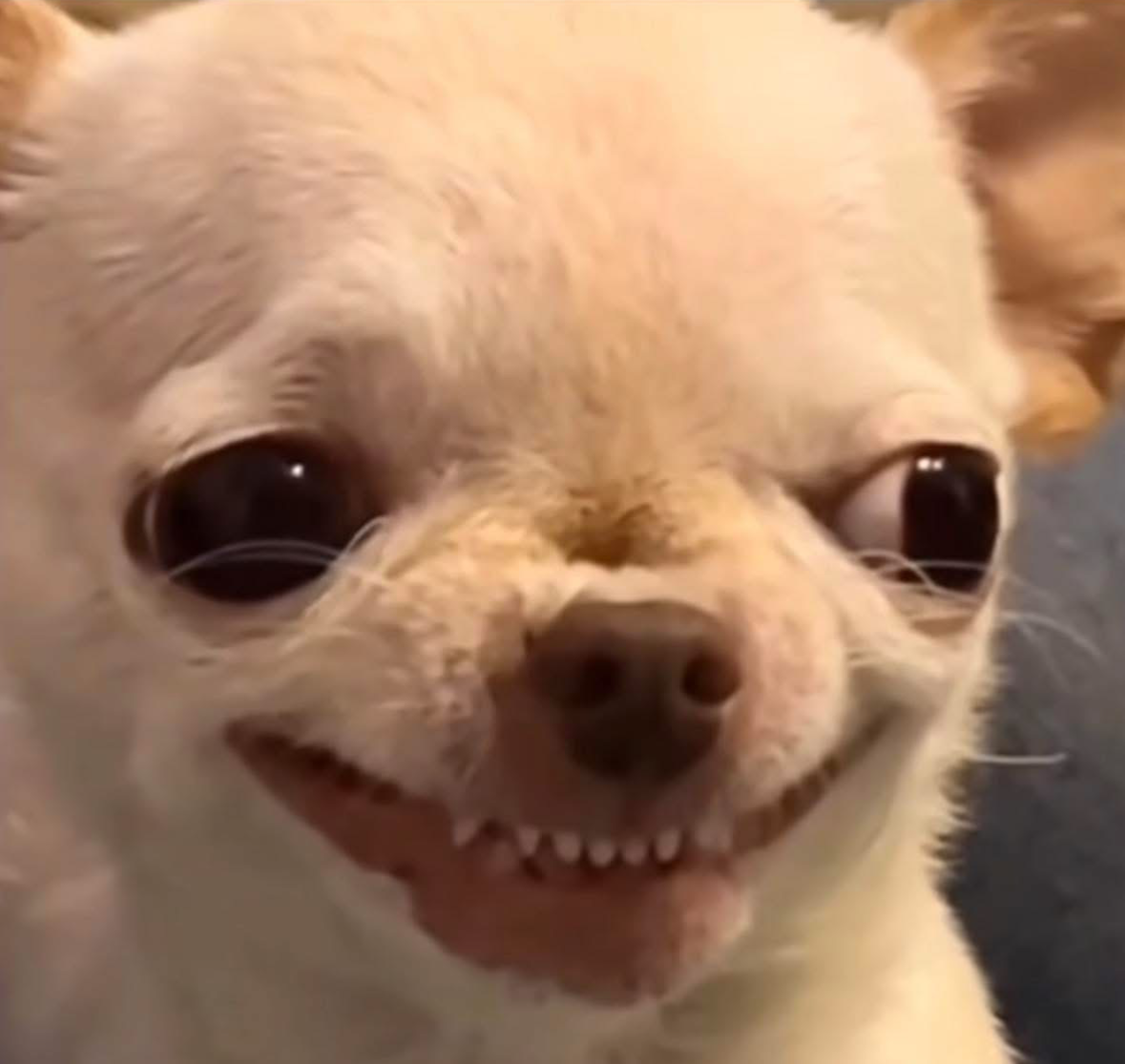 Angry Chihuahua Meme Template Blank Meme Template