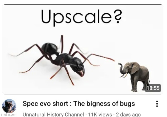 Balls | image tagged in ant,elephant,wejrjrhfhfhffhfhtnreioesoakxcmc | made w/ Imgflip meme maker