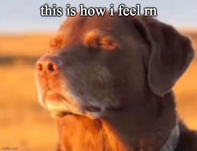 Let me know dog | this is how i feel rn | image tagged in let me know dog | made w/ Imgflip meme maker