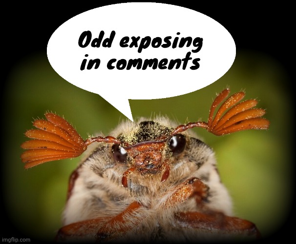 Doodlebug/odd announcement temp | Odd exposing in comments | image tagged in doodlebug/odd announcement temp | made w/ Imgflip meme maker