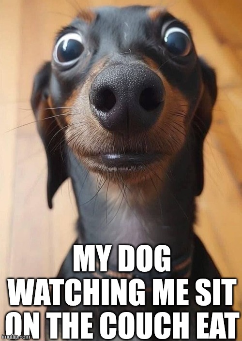 My Dog Watching Me | MY DOG WATCHING ME SIT ON THE COUCH EAT | image tagged in chrisjoines1 | made w/ Imgflip meme maker