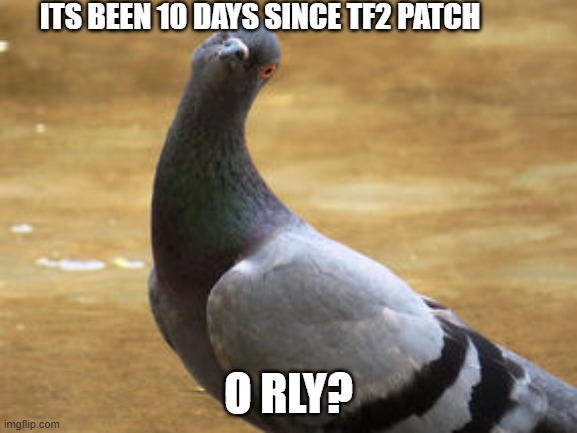 O rly pigeon | ITS BEEN 10 DAYS SINCE TF2 PATCH; O RLY? | image tagged in o rly pigeon | made w/ Imgflip meme maker