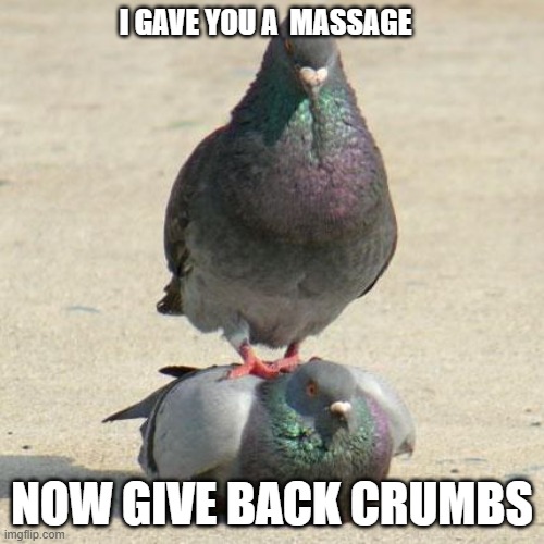 Pigeon Massuer  | I GAVE YOU A  MASSAGE; NOW GIVE BACK CRUMBS | image tagged in pigeon massuer | made w/ Imgflip meme maker