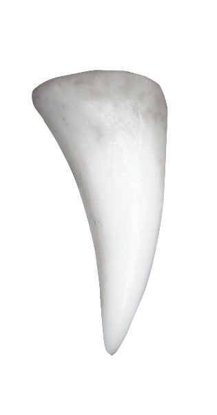 One fang Blank Meme Template