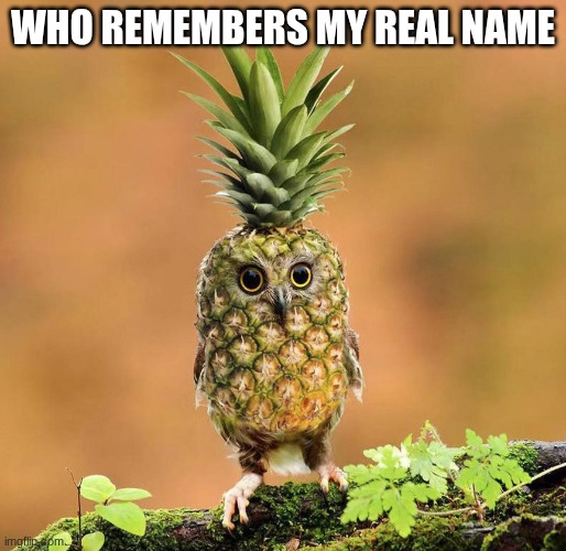 Pineapple owl | WHO REMEMBERS MY REAL NAME | image tagged in pineapple owl,women's clothing look so,goddamn,comfy | made w/ Imgflip meme maker
